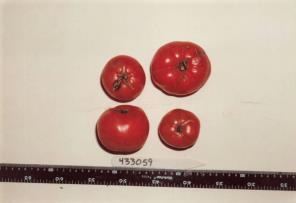 Click for 1 image(s) for this accession. FRUIT
